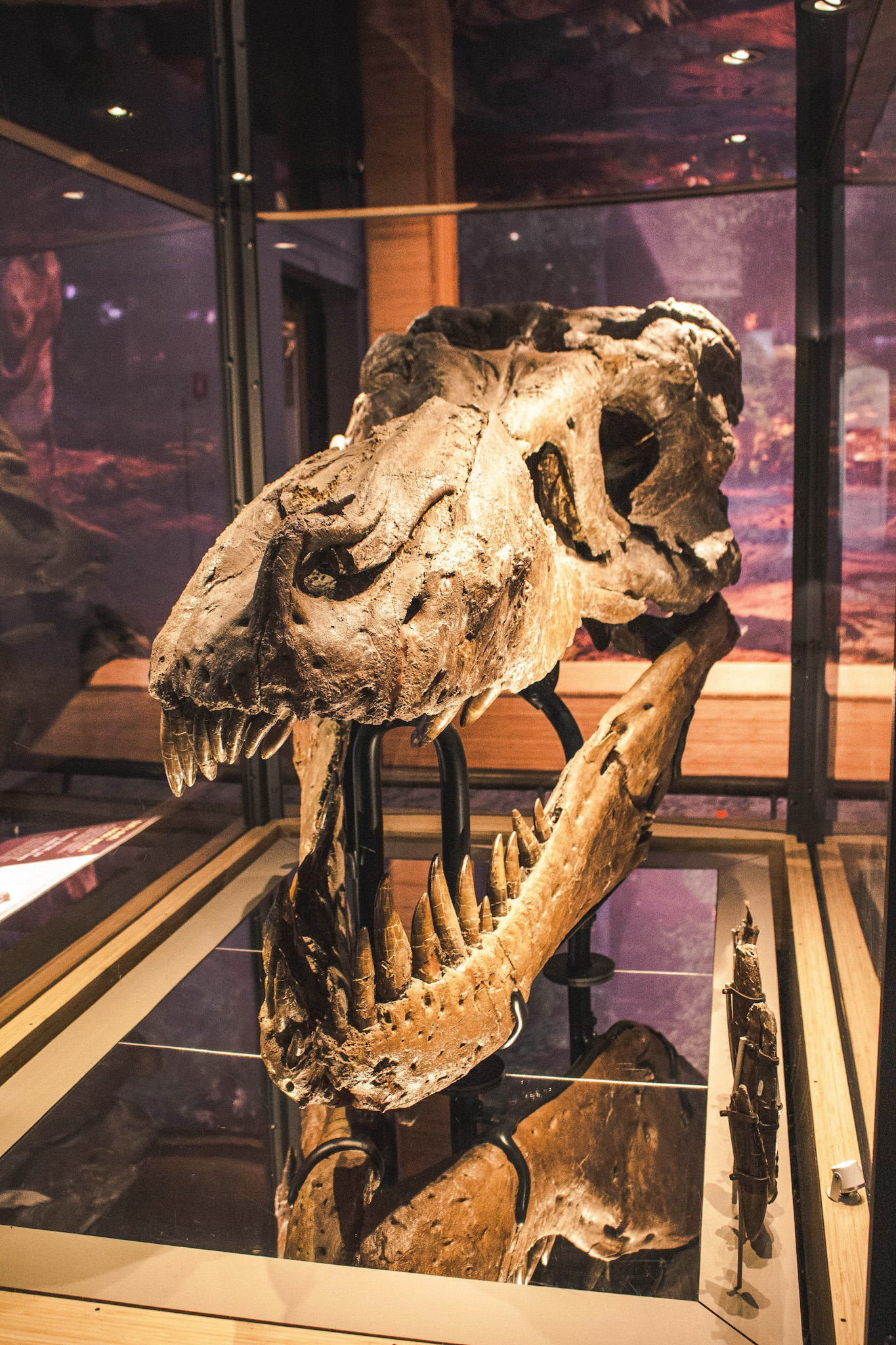 American Museum of Natural History Nueva York