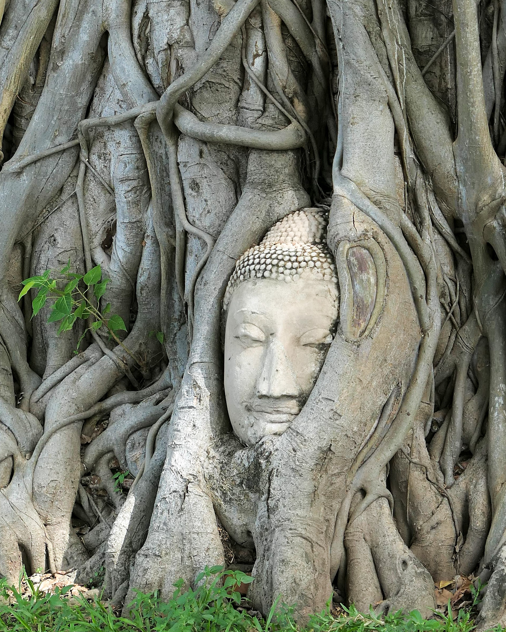 Wat Mahathat en Ayutthaya: el Buda entre las raíces