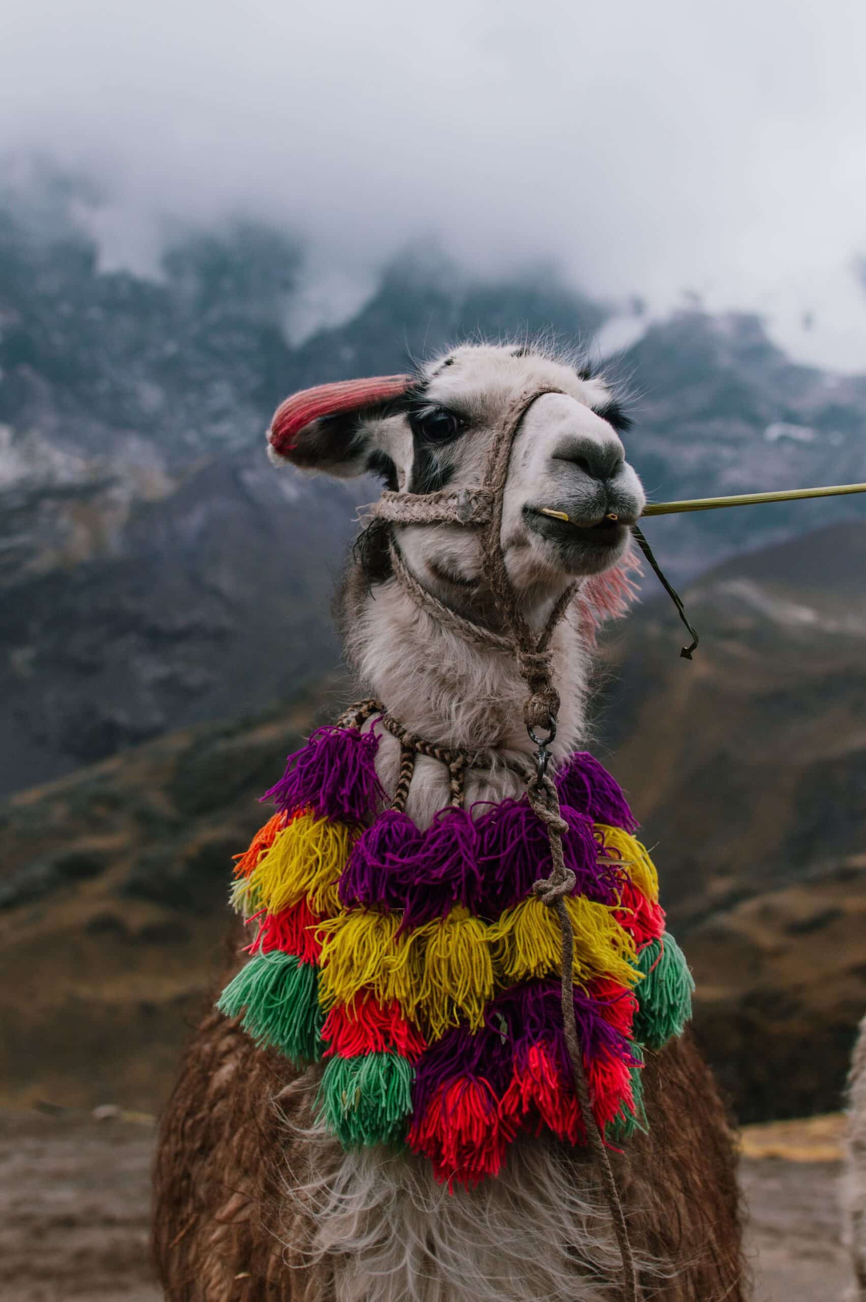 Alpacas en el paisaje andino peruano