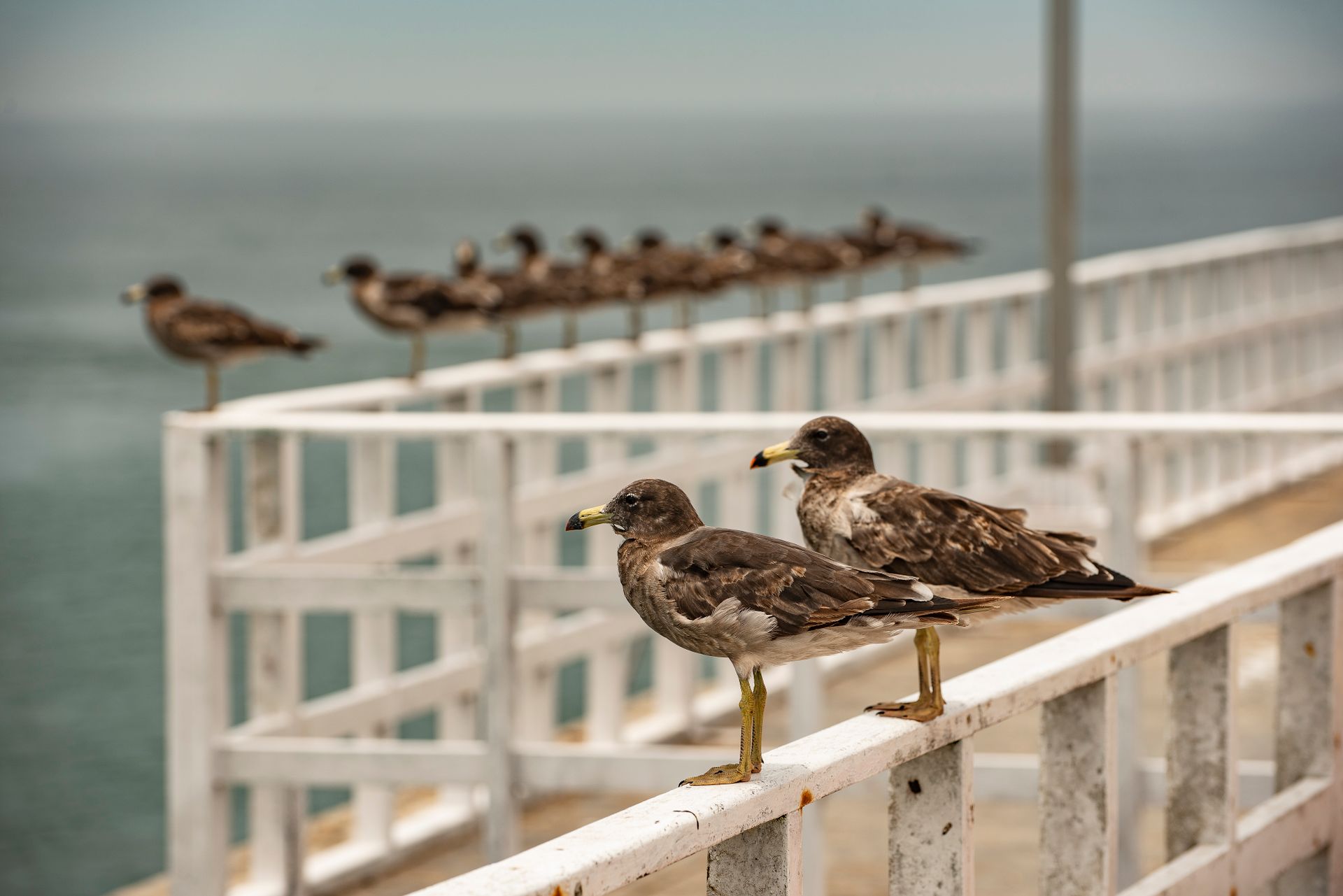 Malecón de Miraflores en Lima