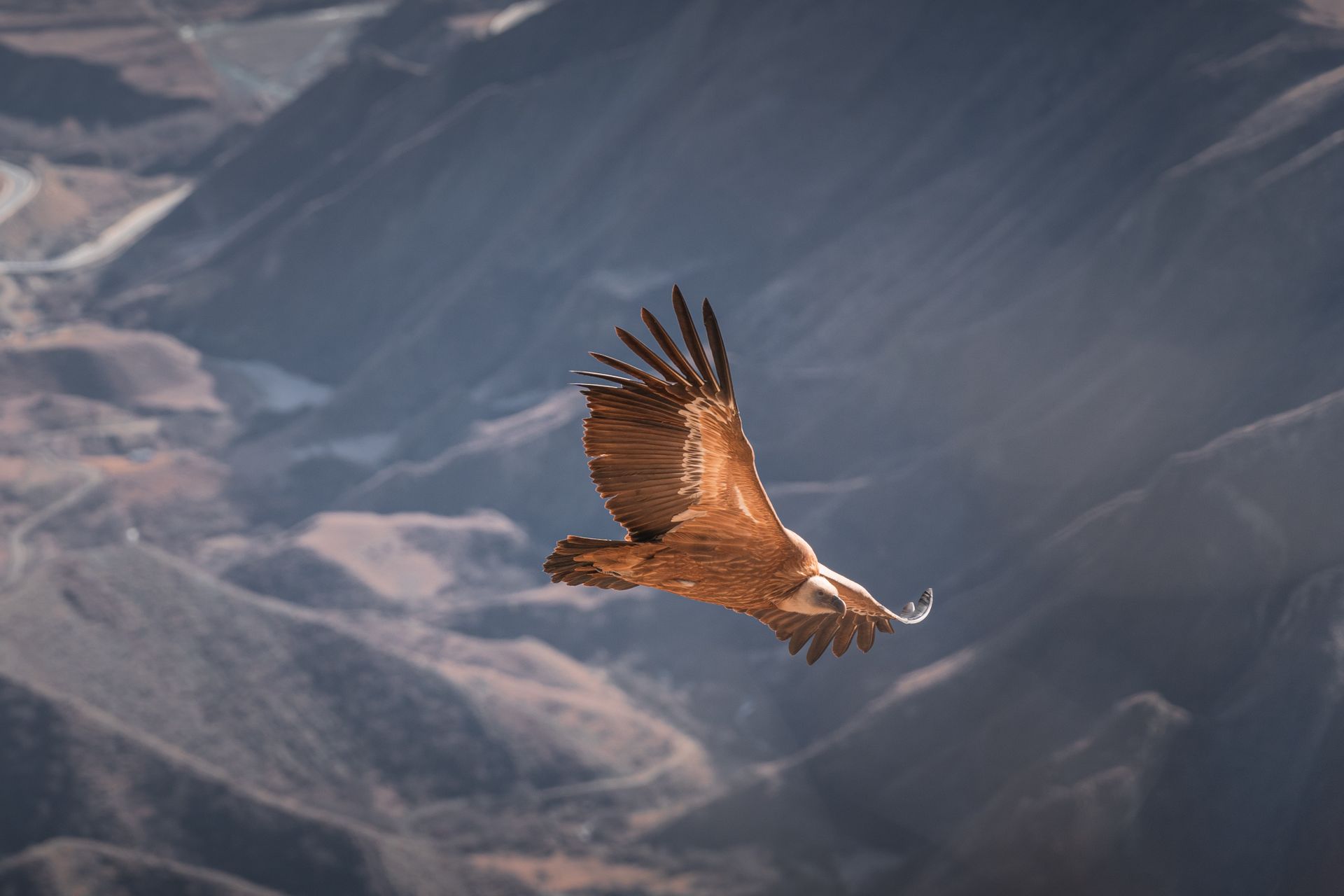 Vuelo del cóndor en el Cañón del Colca